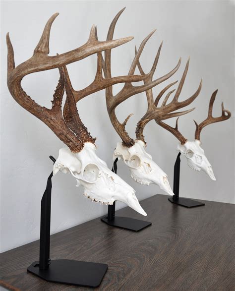 metal european skull mount bracket|european skull mounts near me.